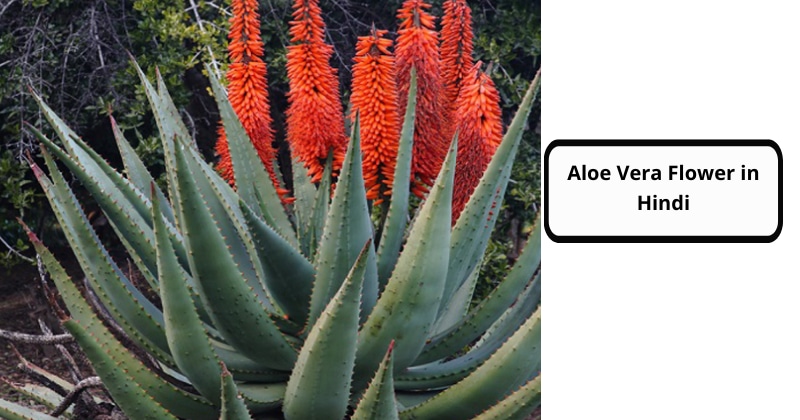 Aloe Vera Flower in Hindi