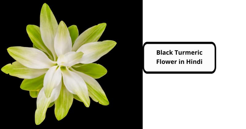 Black Turmeric Flower in Hindi