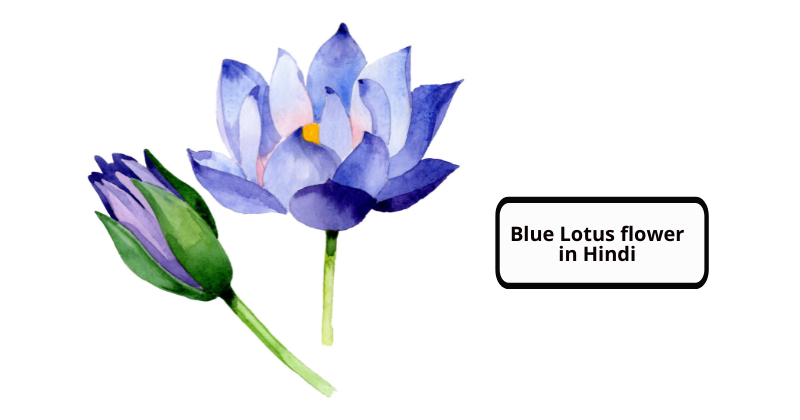 Blue Lotus flower in Hindi