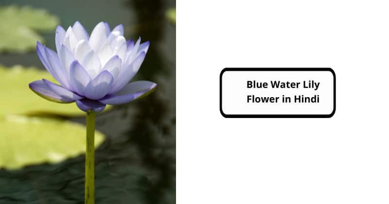 Blue Water Lily Flower in Hindi