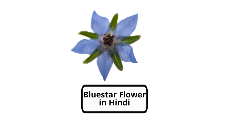 Bluestar Flower in Hindi