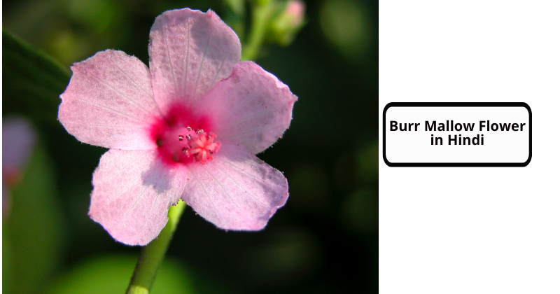 Burr Mallow Flower in Hindi