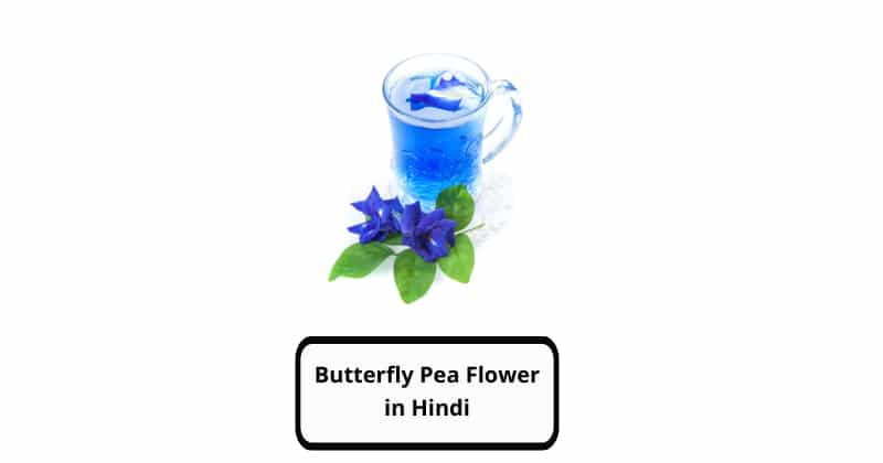 Butterfly Pea Flower in Hindi