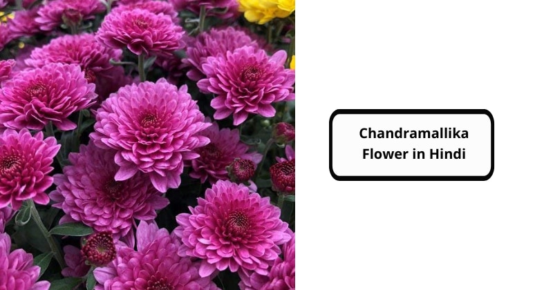 Chandramallika Flower in Hindi