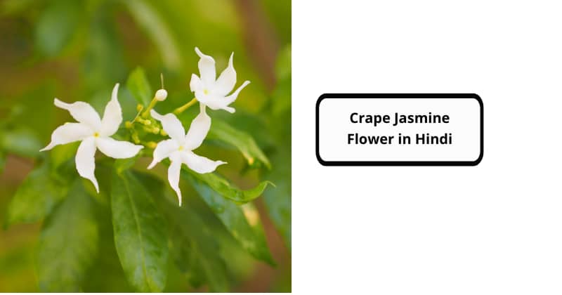 Crape Jasmine Flower in Hindi