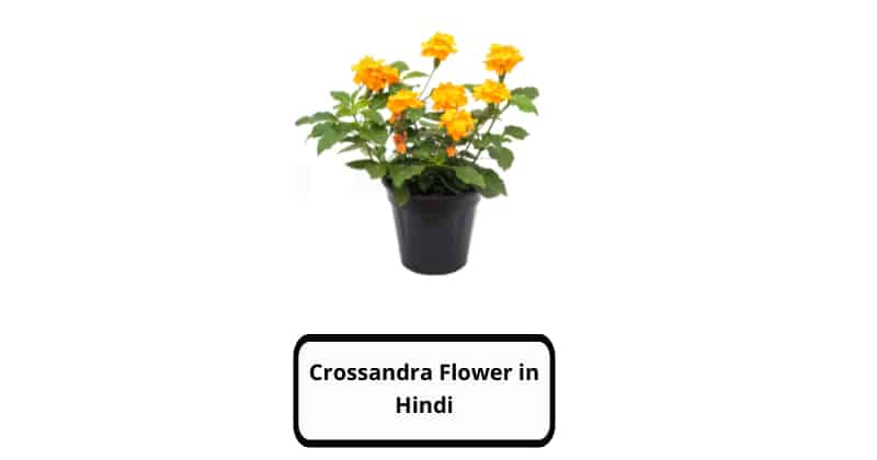Crossandra Flower in Hindi