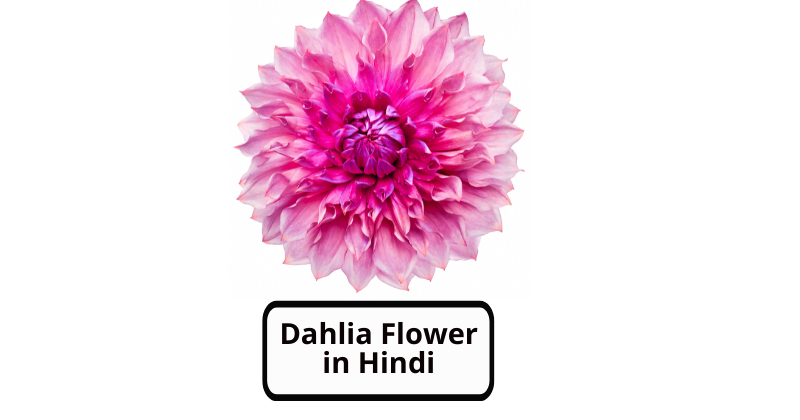Dahlia Flower in Hindi