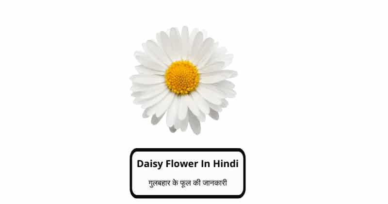 Daisy Flower In Hindi