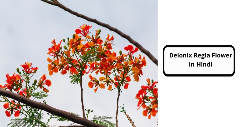 Delonix Regia Flower in Hindi