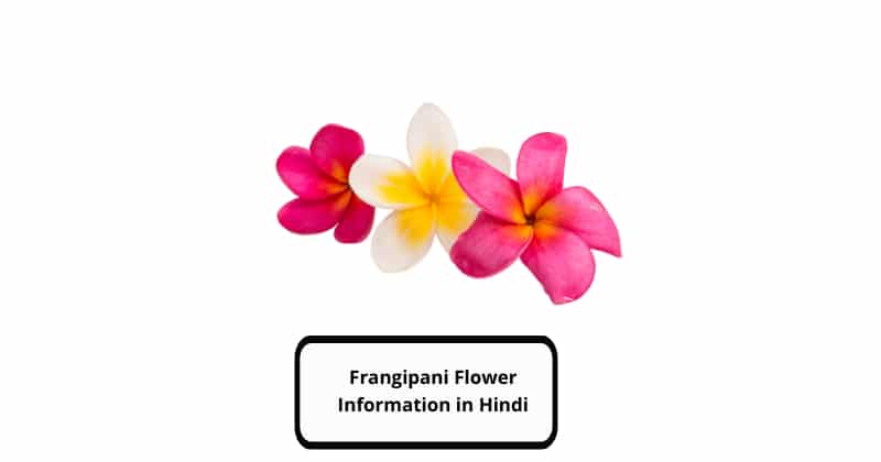 Frangipani Flower Information in Hindi
