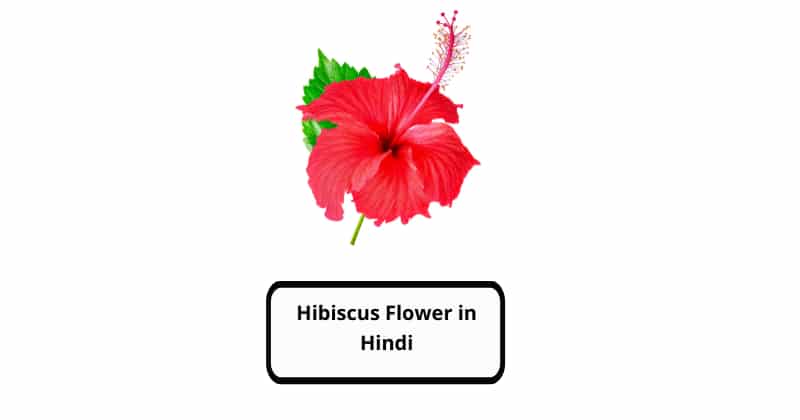 Hibiscus Flower in Hindi