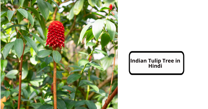 Indian Tulip Tree in Hindi