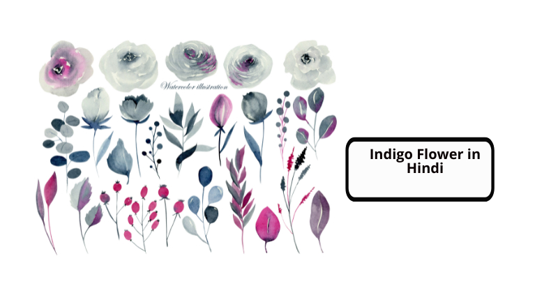Indigo Flower in Hindi