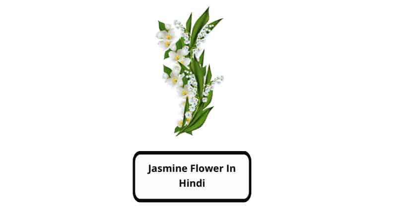 Jasmine flower in Hindi
