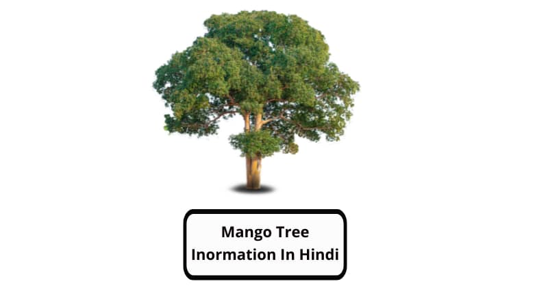 Mango tree information in Hindi