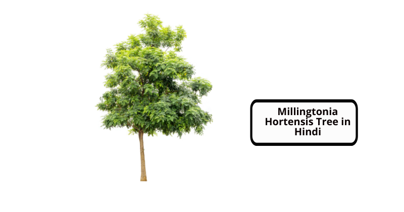 Millingtonia Hortensis Tree in Hindi