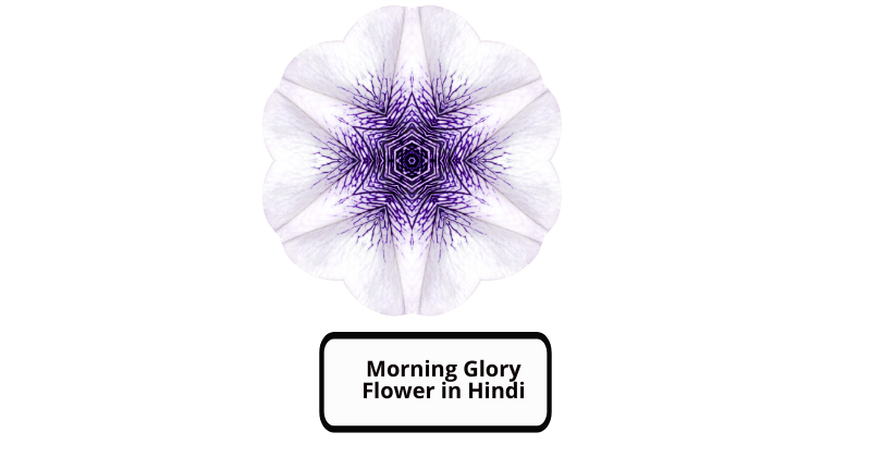 Morning Glory Flower in Hindi
