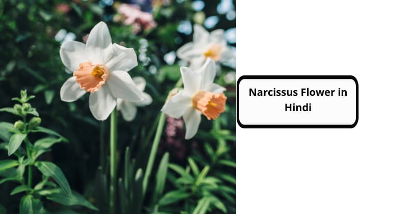 Narcissus Flower in Hindi