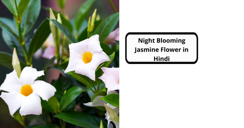 Night Blooming Jasmine Flower in Hindi