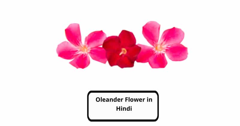 Oleander Flower in Hindi