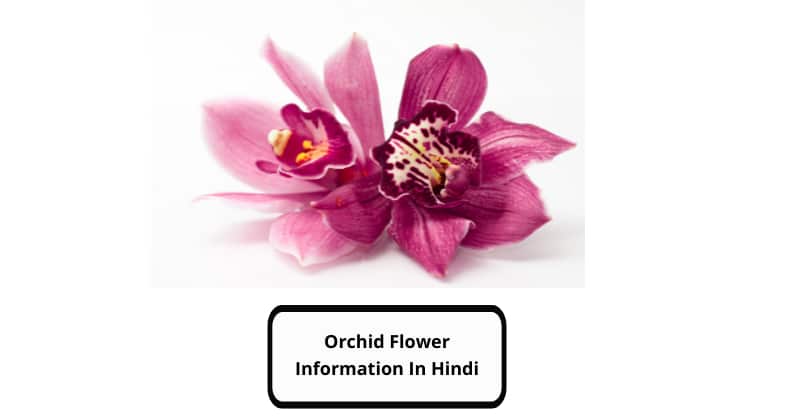 Orchid Flower in Hindi