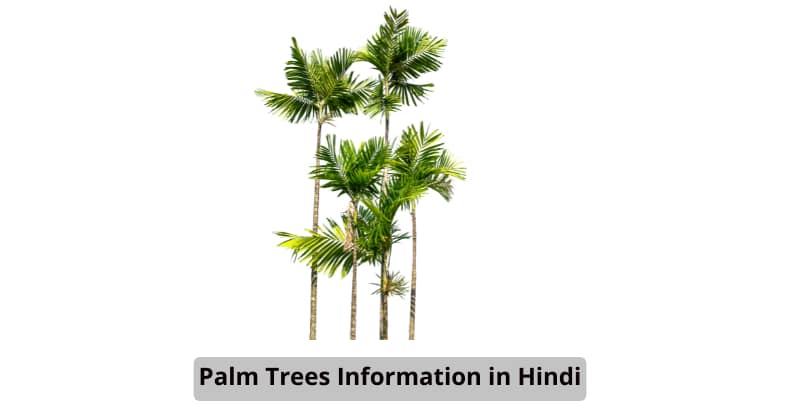 Palm trees information in hindi
