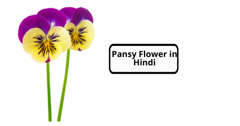 Pansy Flower in Hindi