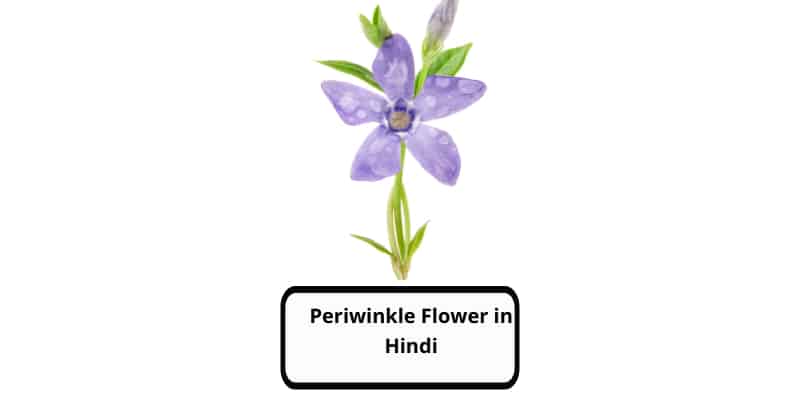 Periwinkle Flower in Hindi