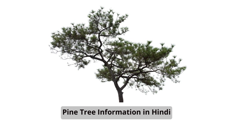 Pine tree information in Hindi