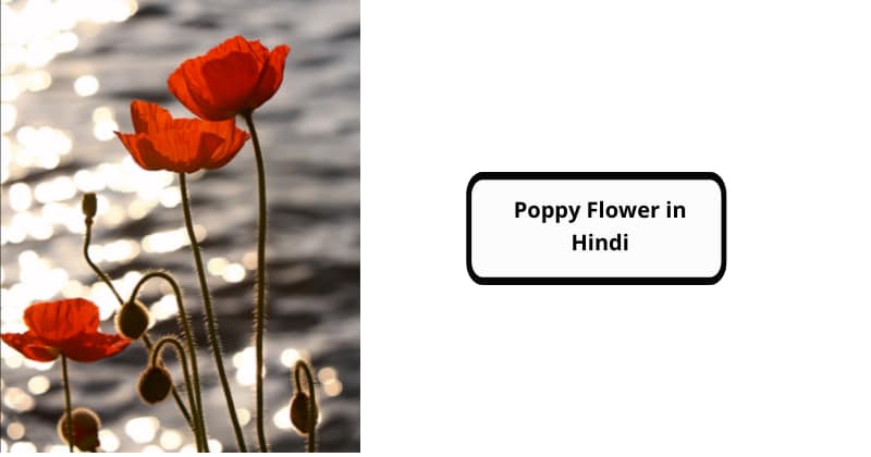 Poppy Flower in Hindi