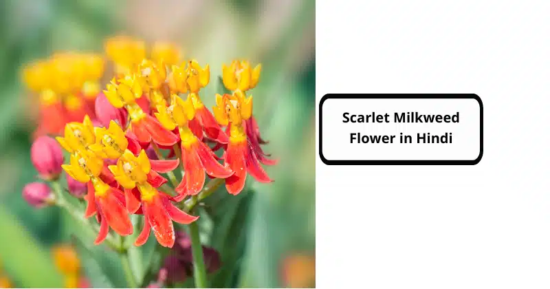 Scarlet Milkweed Flower in Hindi