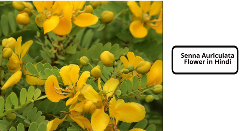 Senna Auriculata Flower in Hindi
