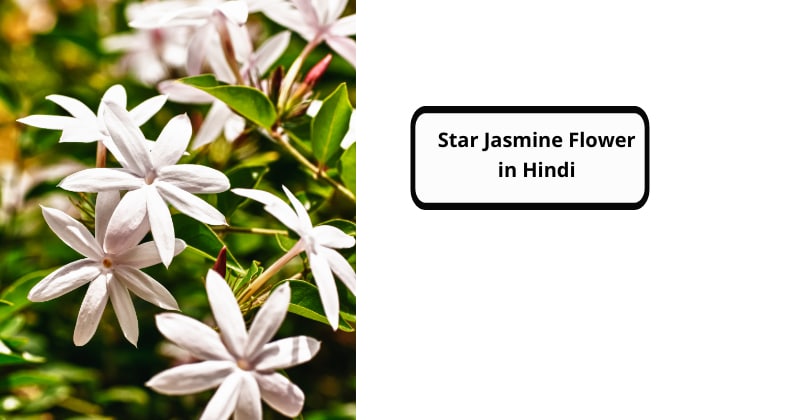 Star Jasmine Flower in Hindi
