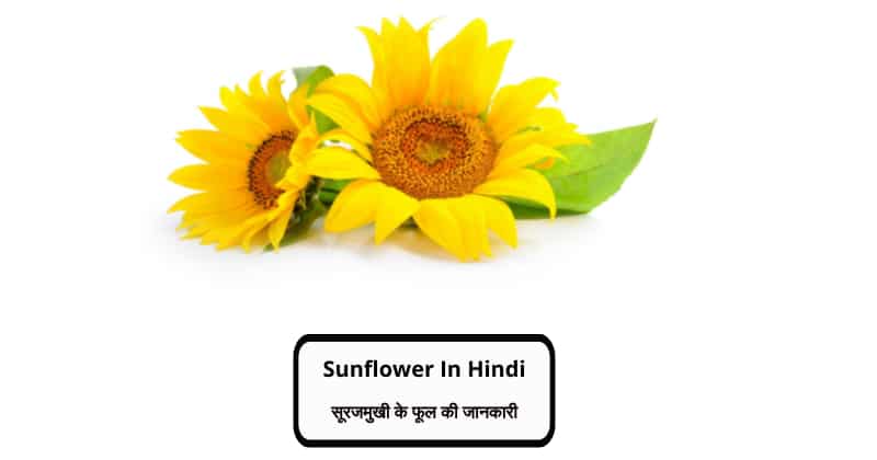 Sunflower in Hindi