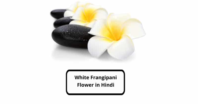 White Frangipani Flower in Hindi
