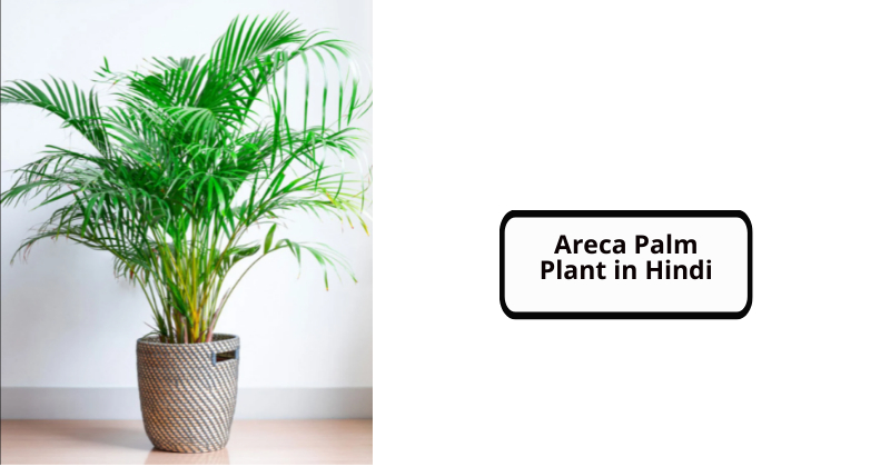 Areca Palm Plant in Hindi