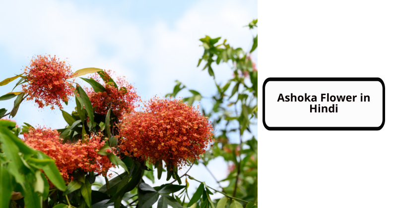 Ashoka Flower in Hindi