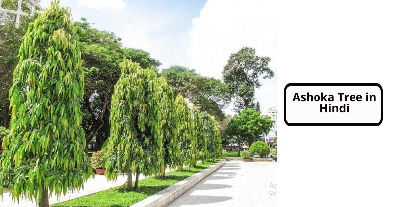 Ashoka Tree in Hindi