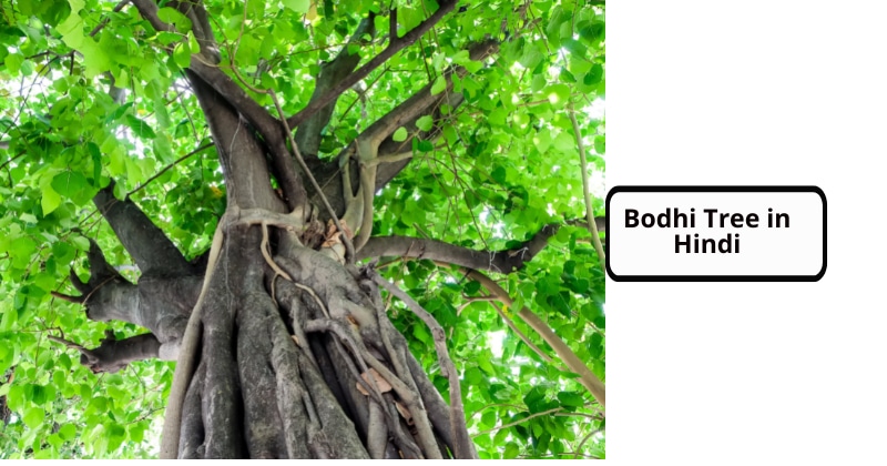 Bodhi Tree in Hindi