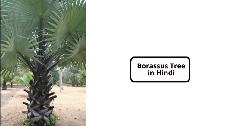 Borassus Tree in Hindi