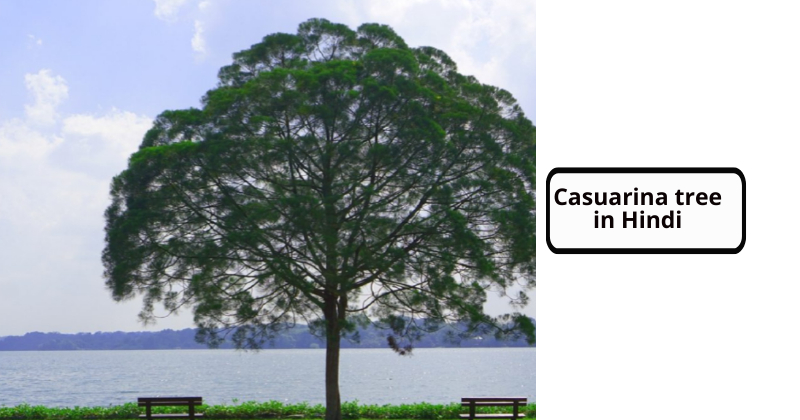 Casuarina tree in Hindi (Casuarina tree benefits and Side effects in Hindi)