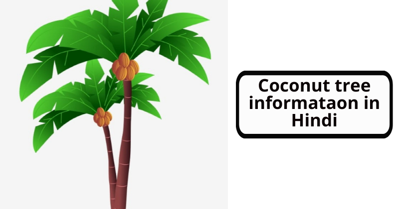Coconut tree informataon in Hindi