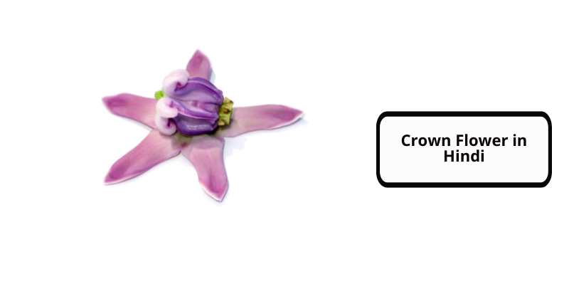 Crown Flower in Hindi