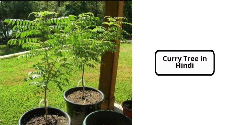 Curry Tree in Hindi (Curry tree Side effects and benefits in Hindi)