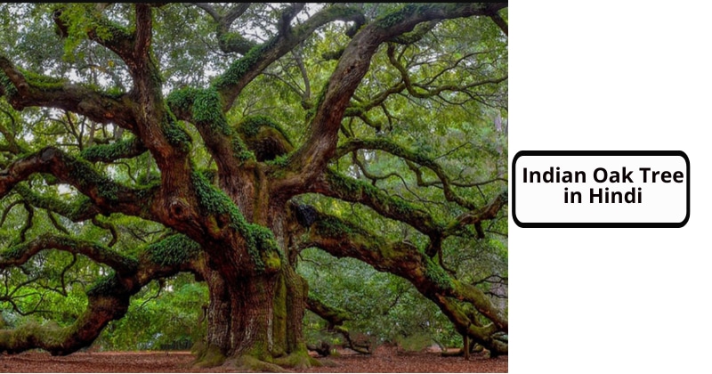 Indian Oak Tree in Hindi