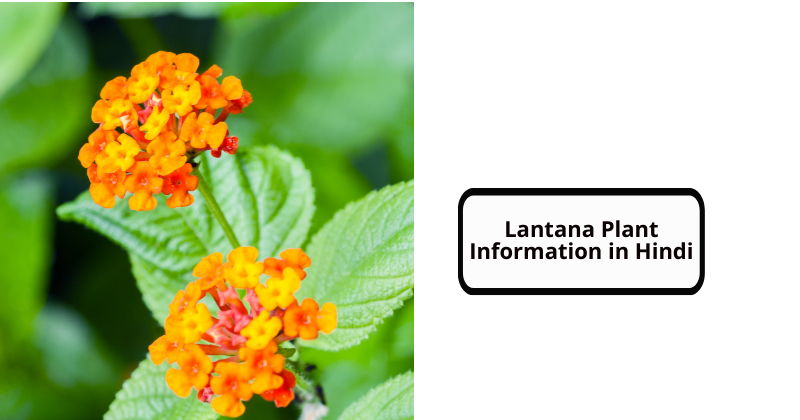 Lantana Plant Information in Hindi