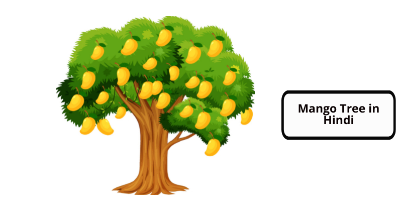 Mango Tree in Hindi