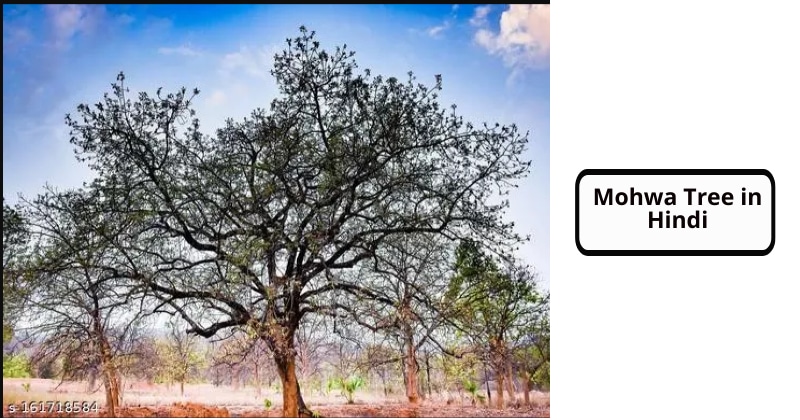 Mohwa Tree in Hindi (Mohwa Tree Side effects and Benefits in Hindi)