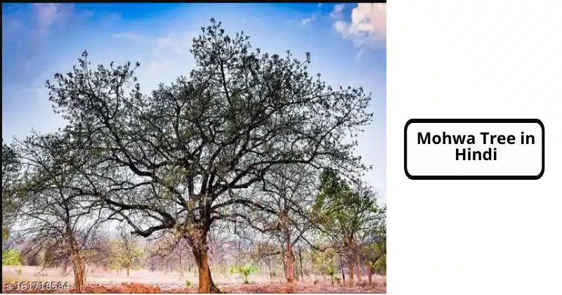 Mohwa Tree in Hindi