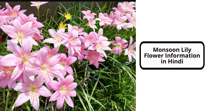 Monsoon Lily Flower Information in Hindi